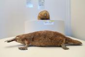 museum de histoire naturelle troyes 8-2025 2788